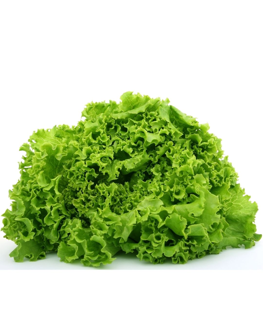 Lechuga rizada